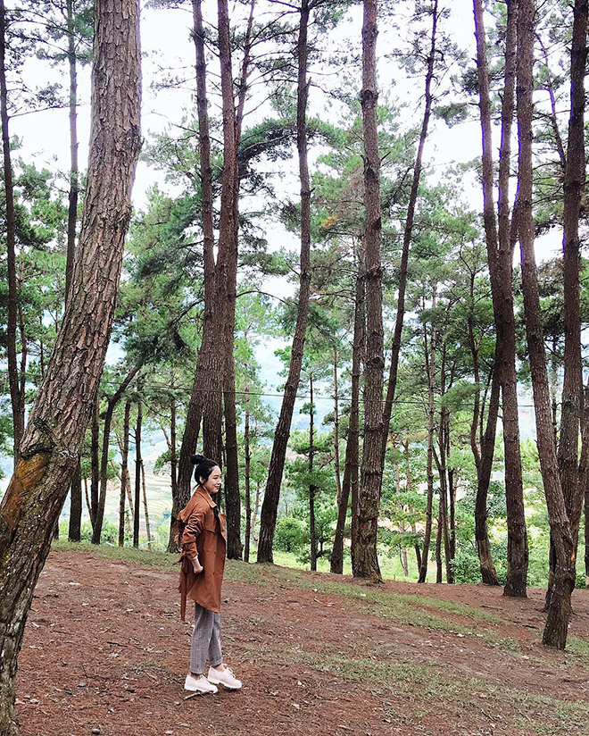 Yen Minh pine forest is “Dalat version 2″ in the Northeast Homeland